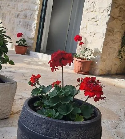 Jakov * ביבינייה